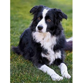 YSCOLOR Diamond Painting Round Diamond Painting Border Collie Dog DIY Rhinestone Embroidery Art Adult by Numbers Painting Craft Set Home Decoration Gifts 30 x 40 cm