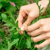 Purely Organic Arugula Seeds (Slow Bolt) - Approx 400 Seeds