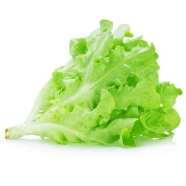 Lettuce Seeds - Leaf - Royal Oakleaf - 1 Lb ~400,000 Seeds - Lactuca Sativa - Farm & Garden Vegetable Seeds - Non-GMO, Heirloom, Open Pollinated, Annual