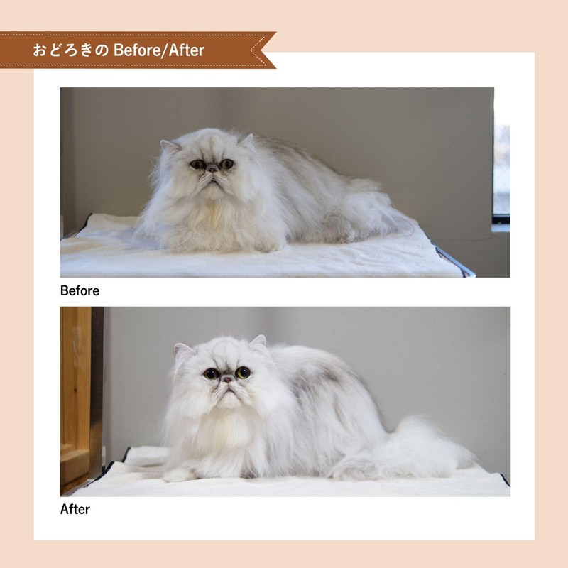 【Developed in collaboration with cat experts】A.P.D.C. Professional Cutie Conditioner for