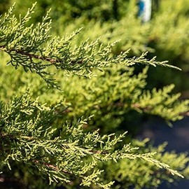 Juniper Nicks Compacta - 3 Live Plants - Juniperus Chinensis - Drought Tolerant Cold Hardy Evergreen Ground Cover
