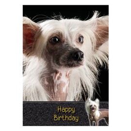 Chinese Crested Dog Birthday Card