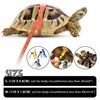 CQJ Leather Turtle Harness - Small Adjustable Harness with Leash