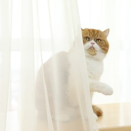 PHILEASY Window Sheer Beige Curtains 130 Inches Long 2 Panels Beige Sheer Curtains Sheer Curtain Clear Transparent Basic Rod Pocket Panel 15 Colors 10 Size for Bedroom Living Room Yard Kitchen