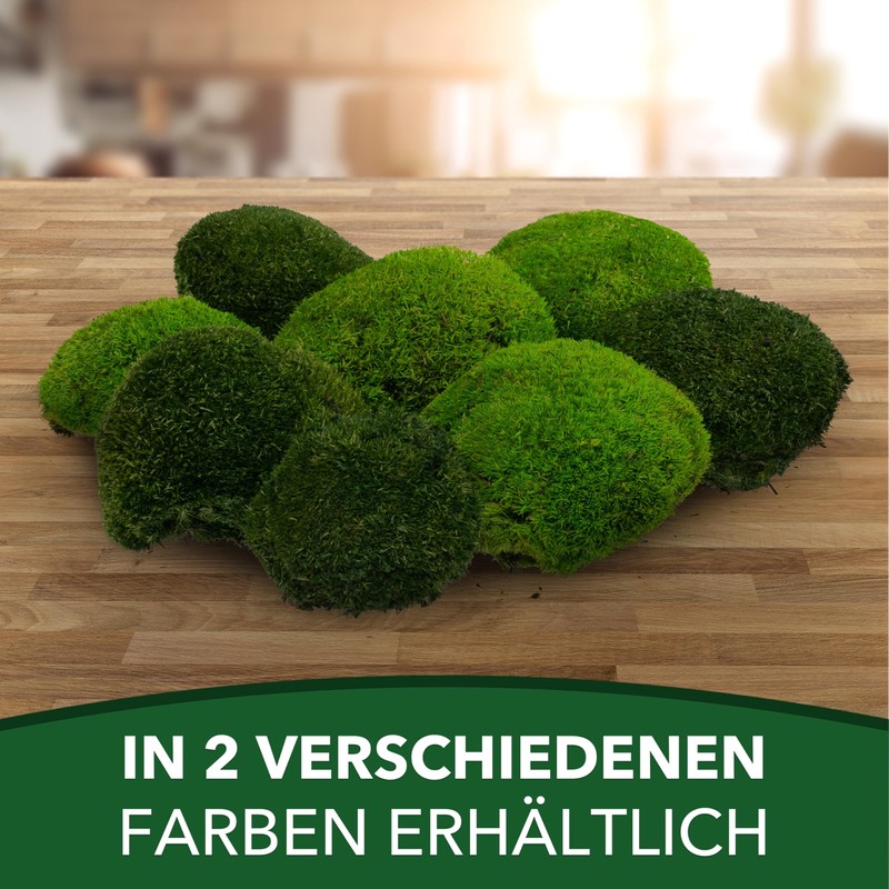 sphagnum-shop.com Bollenmoos preserved for moss pictures, decorative moss, premium quality,