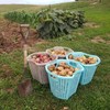 Homeplace - Heavy Duty Deluxe Garden Basket, Laundry Basket, 1