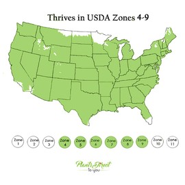 2 Gallon Proven Winners Rose OSO Easy Double Red Shrub