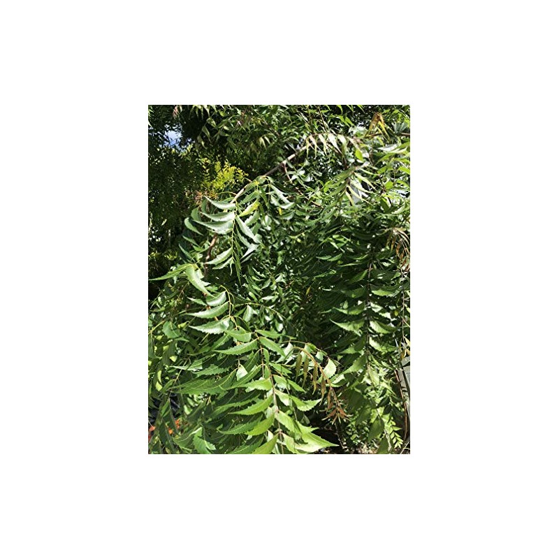 Fresh Neem Leaves (Margosa or Azadirachta Indica) 100-120 Leaves