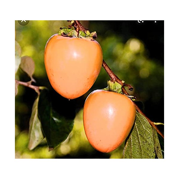 Fresh Persimmons Hachiya 5 LBS