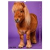 Life is a pony farm - dwarf ponies in the