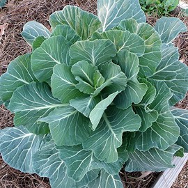 Georgia Southern Collard Greens Seeds (500+) USA Grown Non-GMO