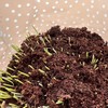 Organic Cat Grass Kit 3 Pack | Non GMO Mixed