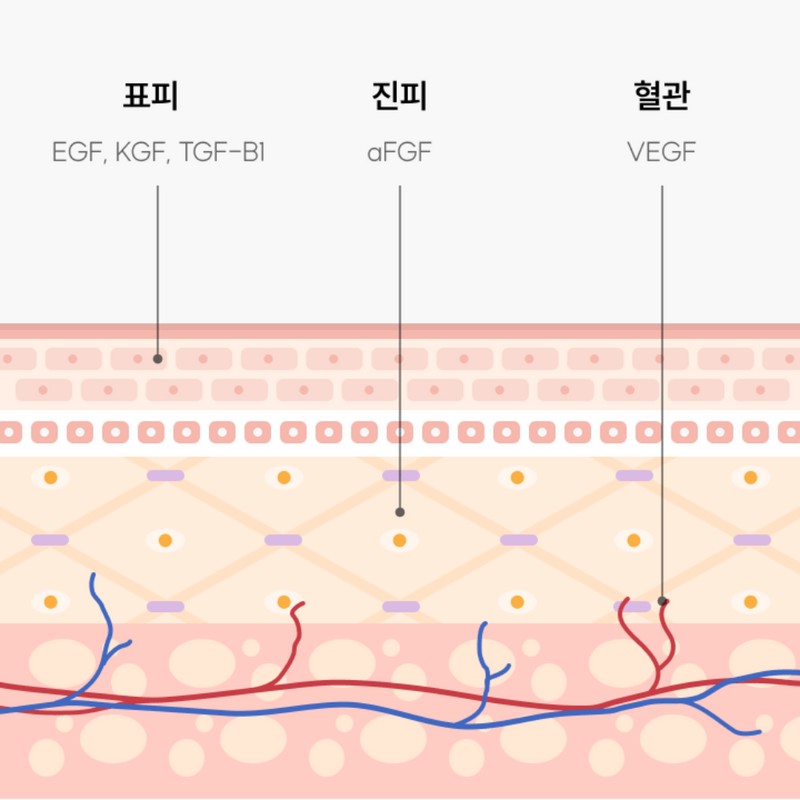 LifeEroom Partner egf ampoule easyf freckle niacinamide whitening wrinkle peptide