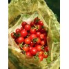 Home grown 50+ Florida Everglades Tomato Seeds Non GMO Garden