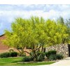 Foothills Palo Verde Tree 10 Seeds