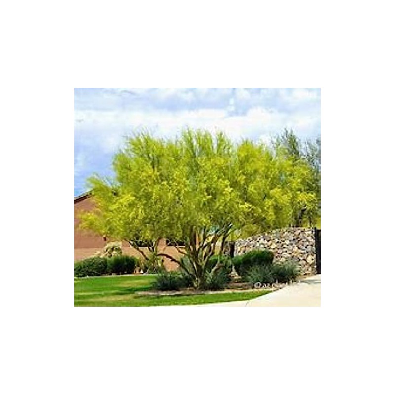 Foothills Palo Verde Tree 10 Seeds