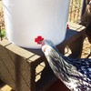 MEWTOGO 20 Pack Horizontal Chicken Nipples Waterer - Automatic Chicken