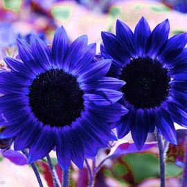 25+Exotic Rare Sunflower Flowers Seeds for Planting-Non GMO Heirloom Sun Flowers Plants for Small Garden Border, Pots and Containers