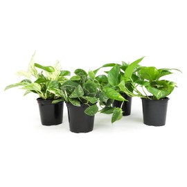 Live Pothos Plants (4PK) Indoor Plants Live Houseplants, Pothos Live Plant House Plants Indoors Live Plants, Money Plant Indoor Pothos Plant Decor, Devils Ivy Trailing Plants Live by Plants for Pets
