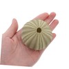 Beavorty 4Pcs sea Urchin Shells for Craft air Plant Tillandsia
