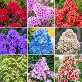 1000+ Phlox Seeds for Planting Mixed Color - Phlox Creeping Perennial Ground Cover - Annual Flower Seeds for Home and Garden