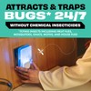 STEM Insect Trap - Indoor Fruit Fly & Gnat Pest