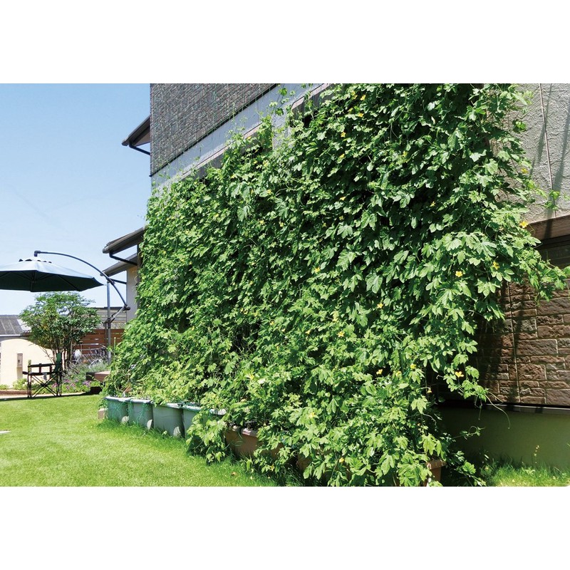 Safety 3 Gardening Net with Mounting Rope, Mesh 3.9 inches