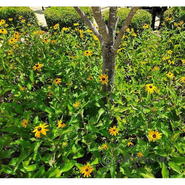 Greenwood Nursery: Live Perennial Plants - Black-Eyed Susan + Rudbeckia