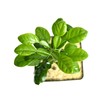 Gerald Winters and Son Kaffir Lime Tree Starter Plant. Citrus