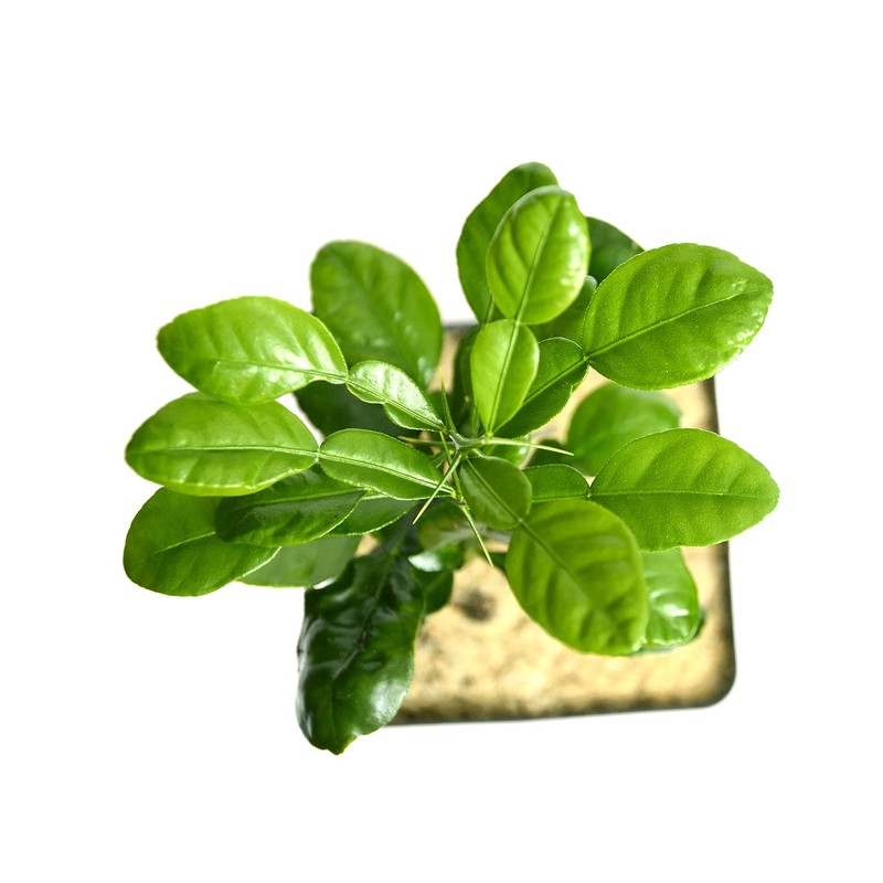 Gerald Winters and Son Kaffir Lime Tree Starter Plant. Citrus