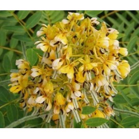 Buy Rare Seeds Senna hebecarpa| Wild Cassia|Wild Senna|American senna| 100_Seeds