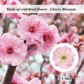 60PCS Pink Dried Pressed Cherry Flowers, Real Natural Dried Pressed Cherry Blossom Flowers, Dry Flowers for Resin DIY Ornament Crafts Candle Making