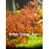 50 Plant Stems Pack - Live Aquatic Freshwater Plants -