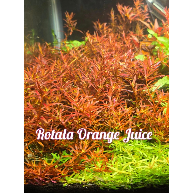 50 Plant Stems Pack - Live Aquatic Freshwater Plants -