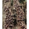 Buy Rare Seeds Brahea armata | Blue Hesper & Mexican-Blue
