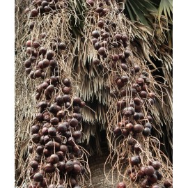 Buy Rare Seeds Brahea armata | Blue Hesper & Mexican-Blue Fan Palm | Gray Goddess | 5_Seeds