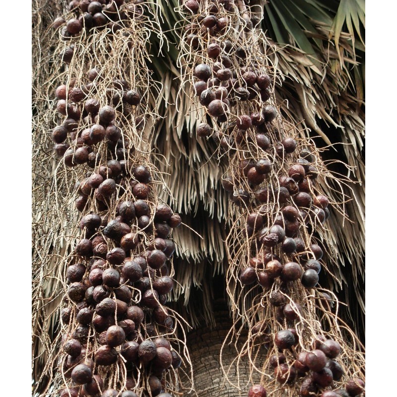 Buy Rare Seeds Brahea armata | Blue Hesper & Mexican-Blue