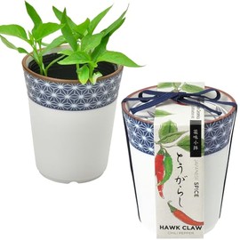 Seishin Ceramics All-Year Home Garden Easy Cultivation Kit for Growing Peppers, Herbs, and Vegetables (Free Research/Food Education) 7cm Diameter Pot with Dyed Small Pattern Random Design Condiment