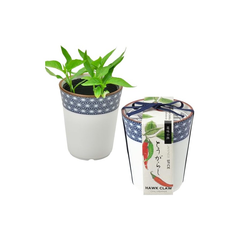 Seishin Ceramics All-Year Home Garden Easy Cultivation Kit for Growing