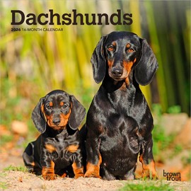 Dachshunds | 2026 7 x 14 Inch (Hanging) Monthly Mini Wall Calendar | BrownTrout | Animals Dog Breeds