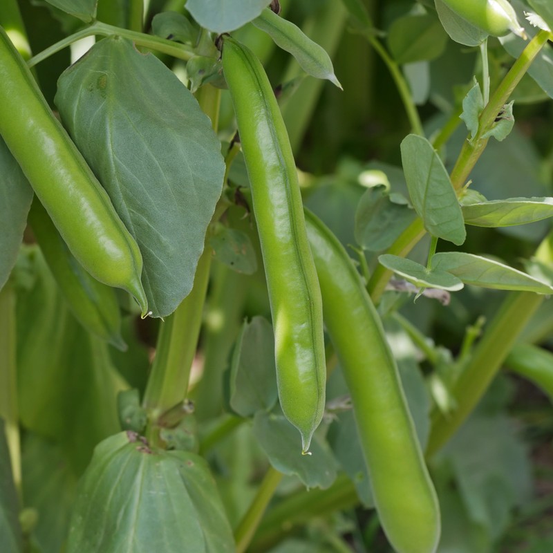 PREMIER SEEDS DIRECT - Broad Bean - Masterpiece Green -