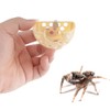 DQITJ Jumping Spider Hidden House Tarantula Enclosure Accessories with Magnet