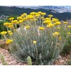 Generic Helichrysum Immortelle Dried Flowers (2 OZ = 57 grams)