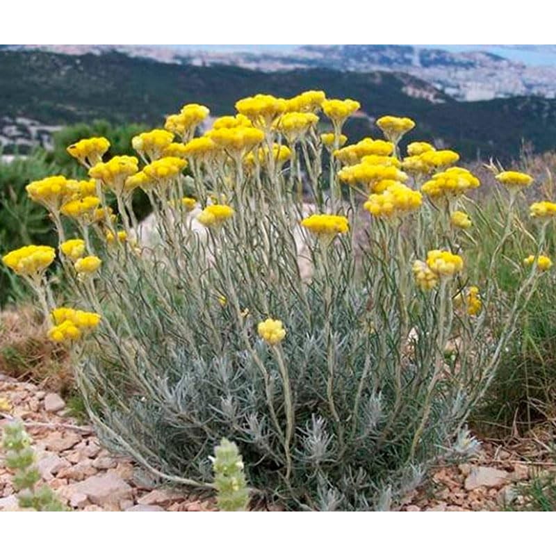 Generic Helichrysum Immortelle Dried Flowers (2 OZ = 57 grams)