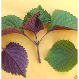 1000 Vietnamese Perilla Seeds (Perilla Frutescens) Warm season annual,Asian herb