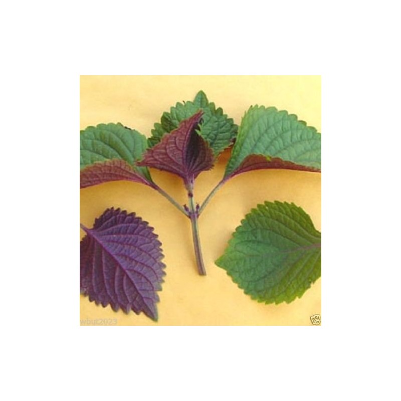 1000 Vietnamese Perilla Seeds (Perilla Frutescens) Warm season annual,Asian herb