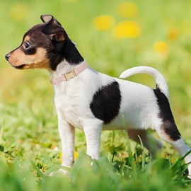 YUDOTE Soft Leather Dog Collars with Safety Quick Release Metal Buckle,Natural Cotton Padded Pleather Collar for Puppies with Senstive Skin,Light Pink