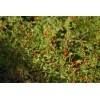 40 Semillas De Chile Piquin - Capsicum Annum Codigo 470