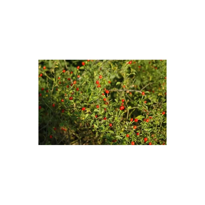40 Semillas De Chile Piquin - Capsicum Annum Codigo 470