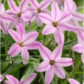 Pink Spring Starflower Bulbs for Planting - Charolette Bishop Ipheion Uniflorum Flowers (20 Bulbs)
